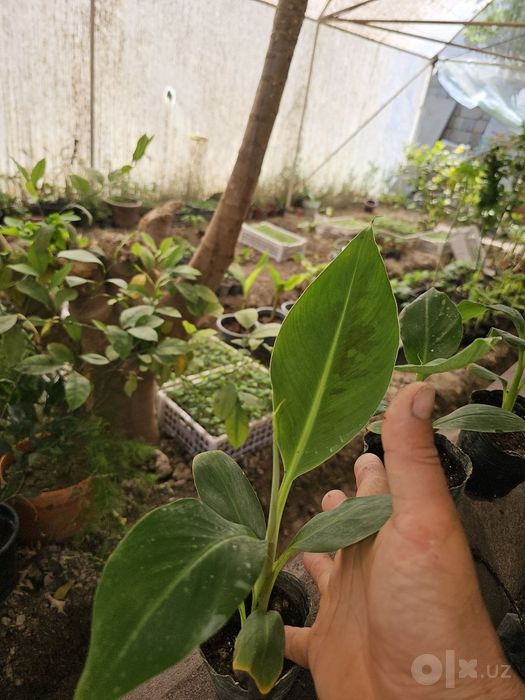 Banan va Papaya ko'chatlari garantyali