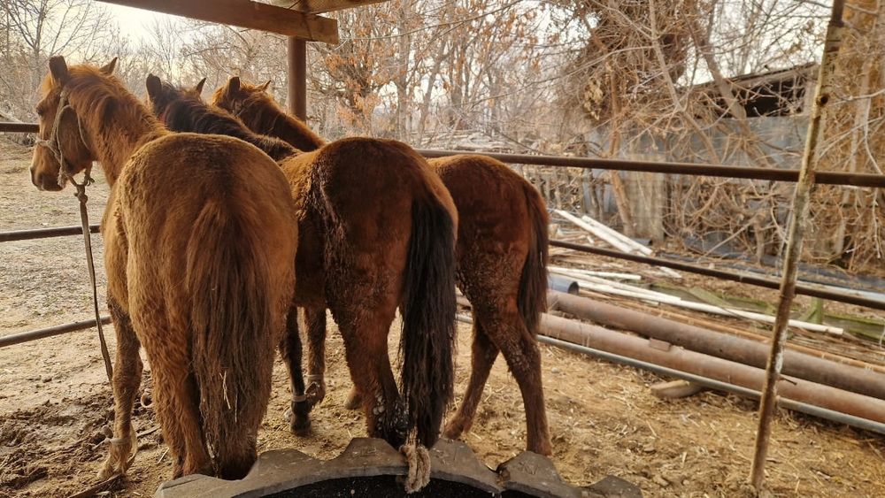 Ірі ұрғашы тайлар