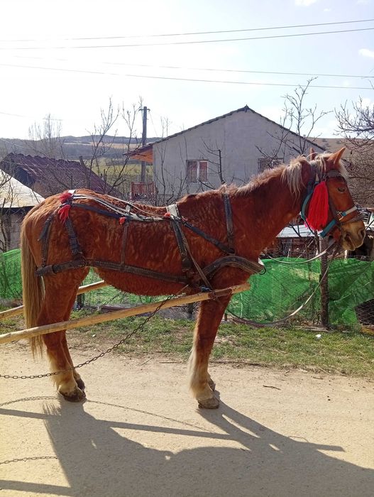 VAND IAPA și Căruță