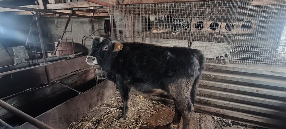 Продам бычка 1 год 2 месяца