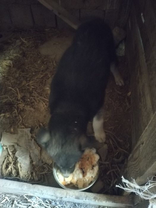 Хаски 1та нар 1та мода 1.5 ойли