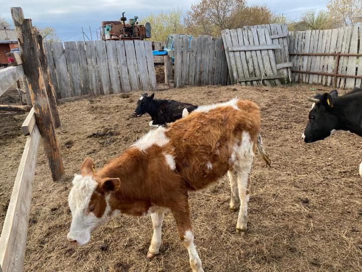 Продам 6 телок и 7 телят