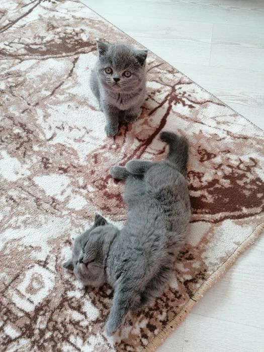Британско късокосместо котенце