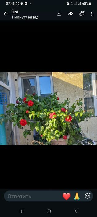 Продам цветок китайская роза