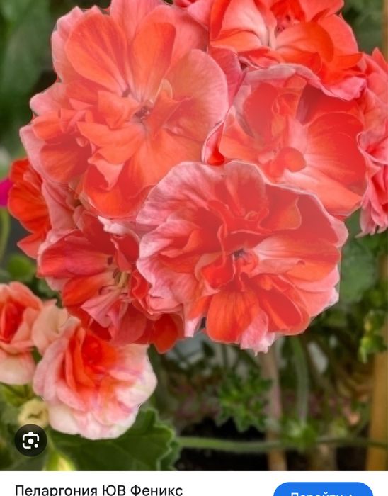 Герань. Пеларгония сортовая от 2000