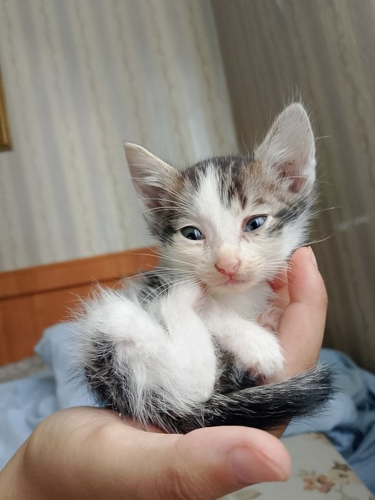 Отдам котёнка в добрые руки