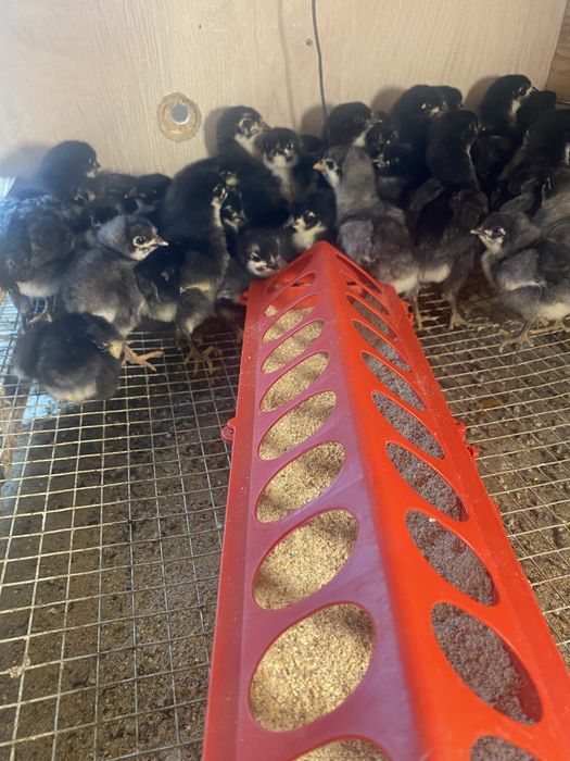 Pui de gsina rasa  australorp