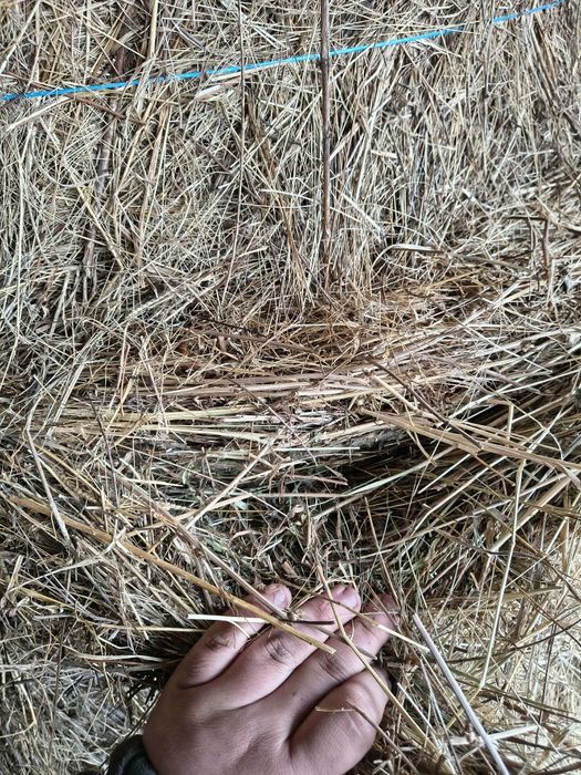 Vând baloti de fan 125/125