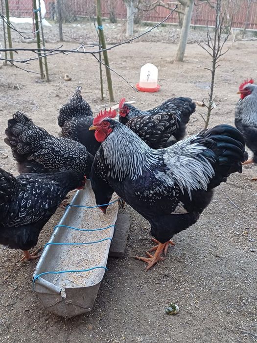 Oua pentru incubat. Rhode Island și  Barnevelder