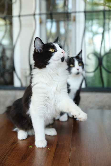 Молодой котик, 1 год, мальчик, кастрирован