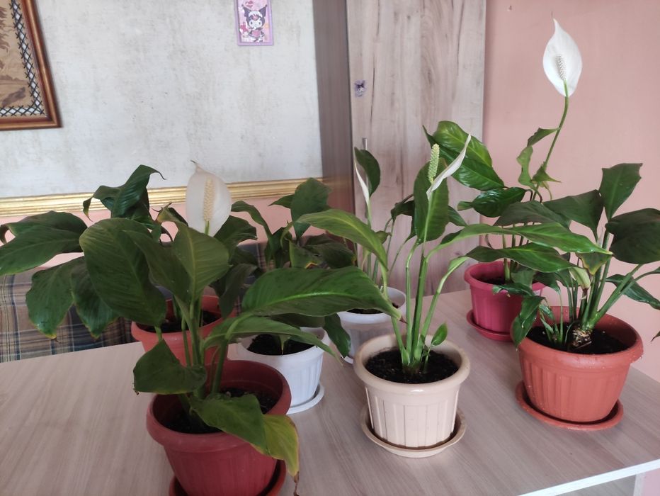 Женское счастье продам