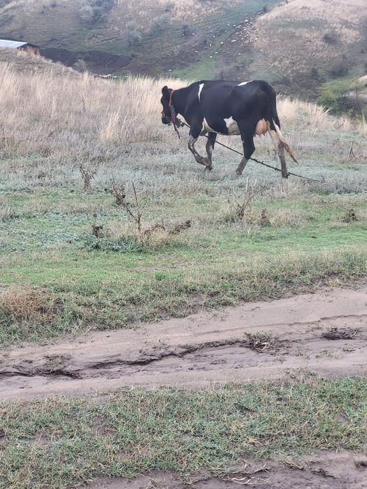 Vand vaca Baltata Romaneasca