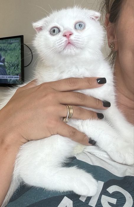 Scottish fold alb pedigree