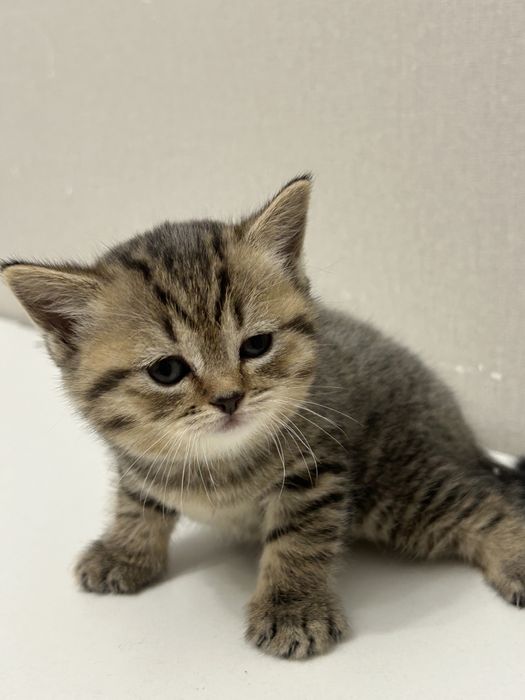 Чистопородные британские котята