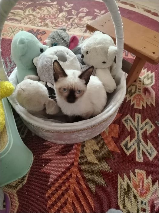 Отдам кошечку в добрые руки