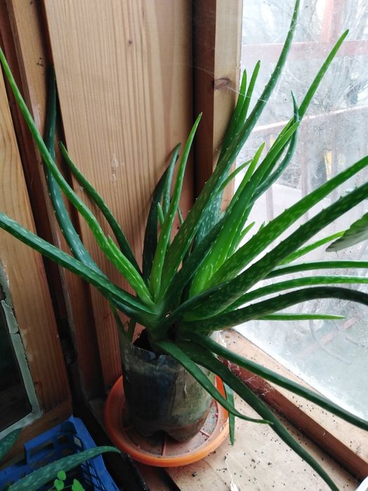 Лечебни Алое Вера и Дървовидно алое, Хлорофитум, Олиандър-лян