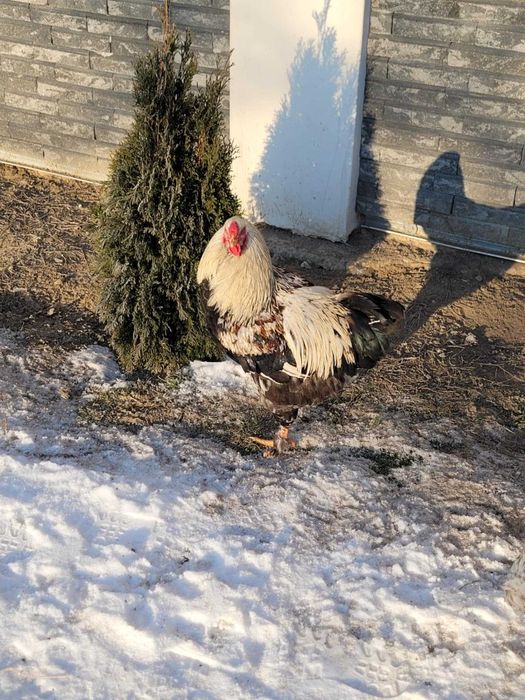 Cocoși corcitură brahma