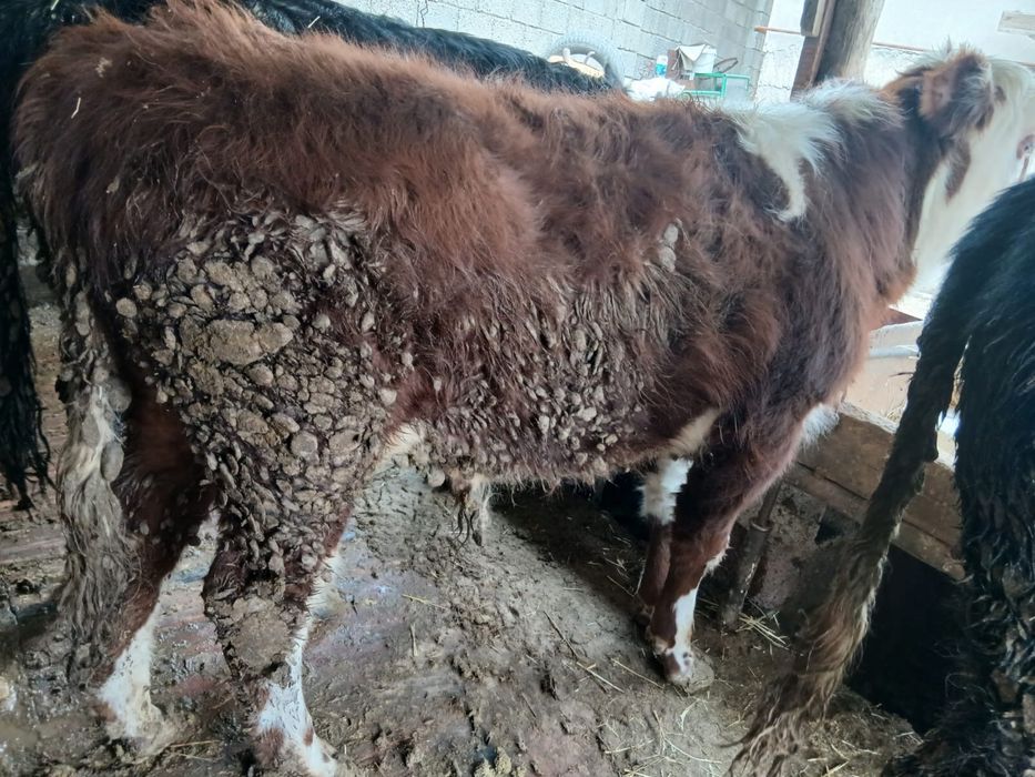 Ақ бас сатылады 9,10 айлық 4 ай откормда тұрған