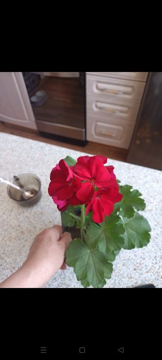 Продам герань пеларгонию