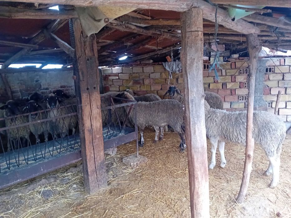 Продавам агнета и кочове
