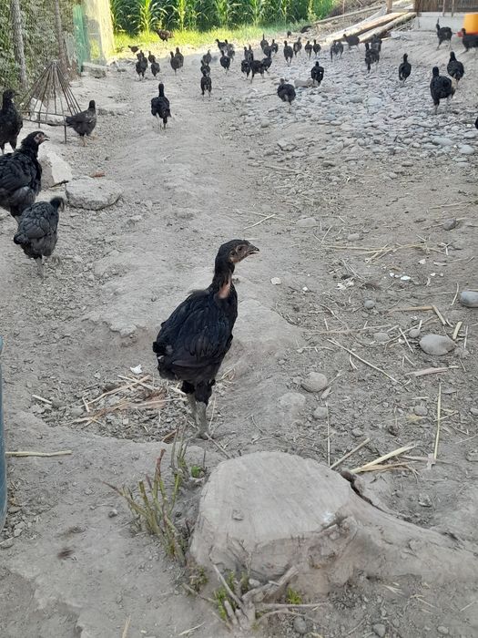 Qorashagzoda jojalar sotiladi