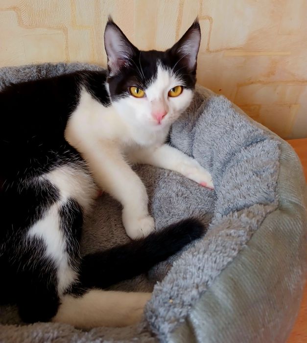 Кошечка Милана ищет свою семью