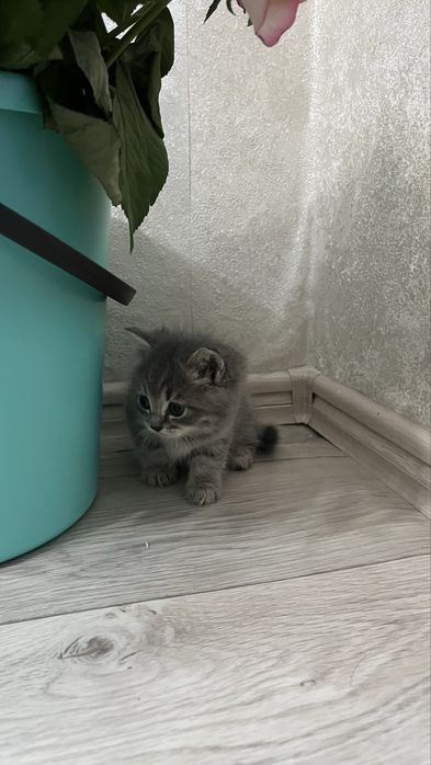 Британский котенок,вислоухие