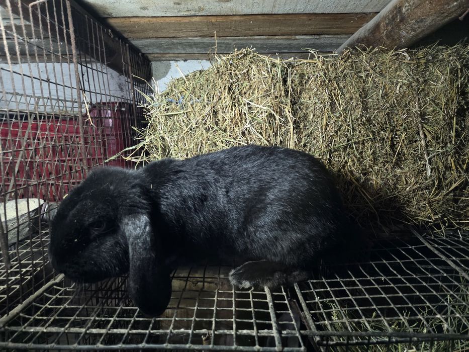 Iepuri berbec german