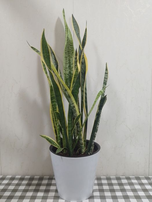 Сансевевиерия Лауренти (голд)
