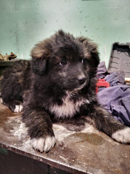 Отдам в добрые руки