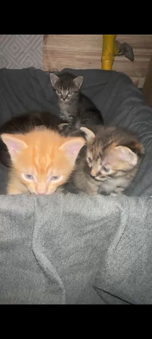 Котята крассивые