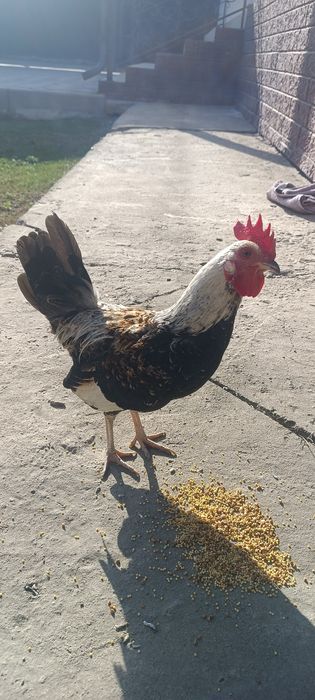 Карликовых курей