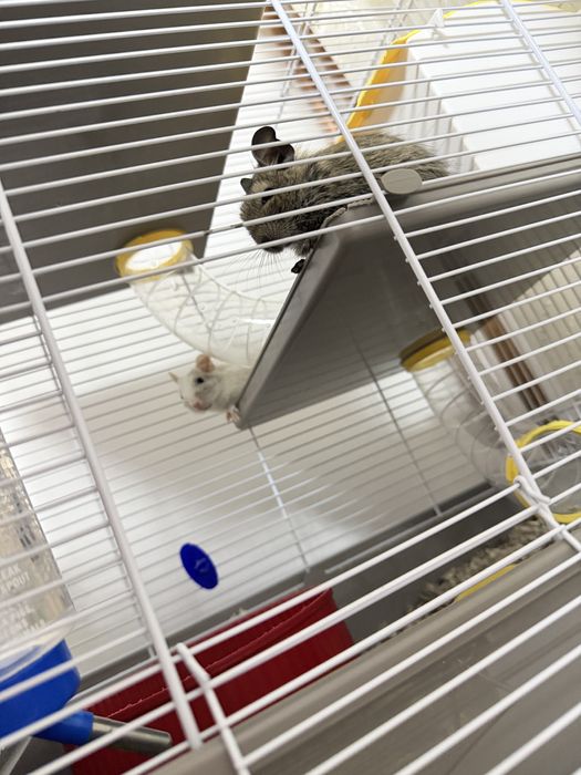 Veverite Degu cu Cusca Full