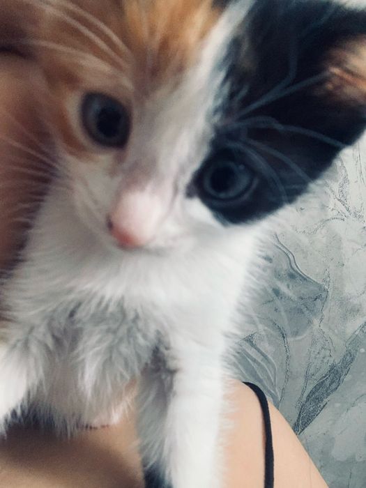 отдам даром котенка