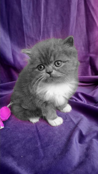 Шотландская страйт