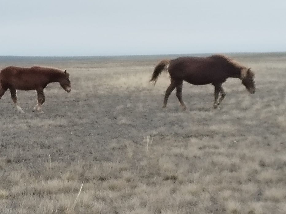 Жылқы (бие, жабағылар) сатамын