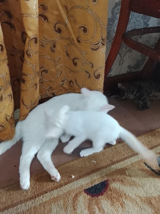 Продаются котята