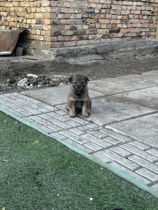 Отдам щенков в добрые руки