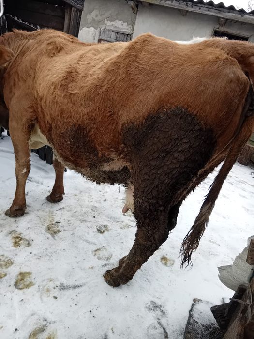 De vânzare vacă gestantă în ultima lună, este la a5a fătare foarte cum