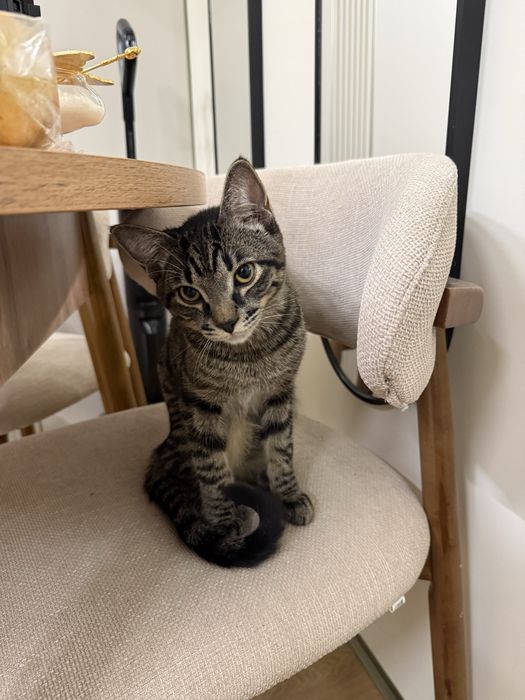 Отдам котенка 9 месяцев