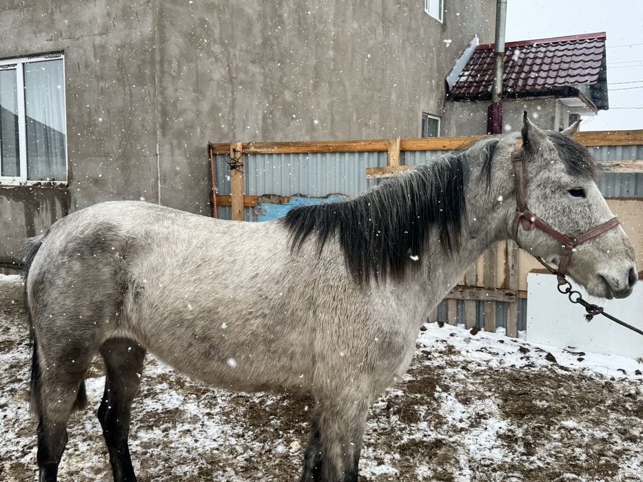 Бие сатылымда.