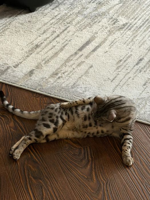 Породистый Бенгальский кот