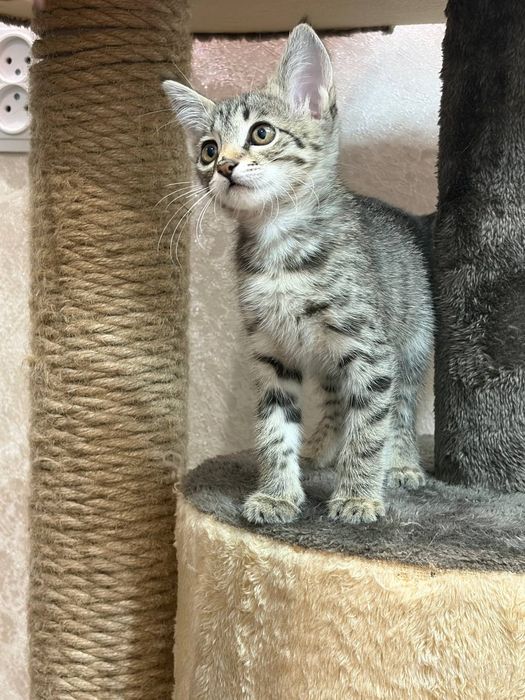 Отдаём котёнка девочка 2 месяца.