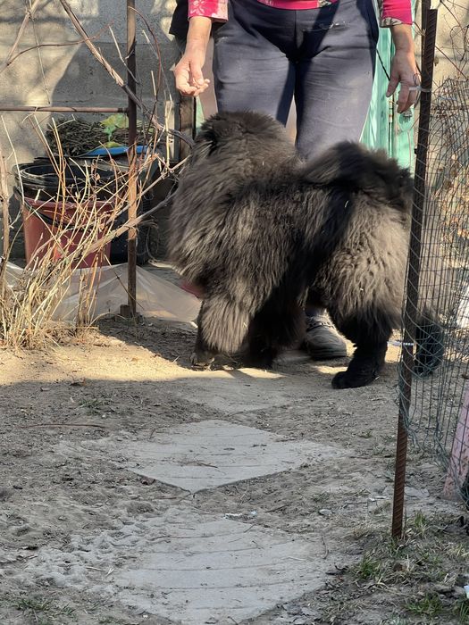 Чау-чау чистокровные  щенки с документами