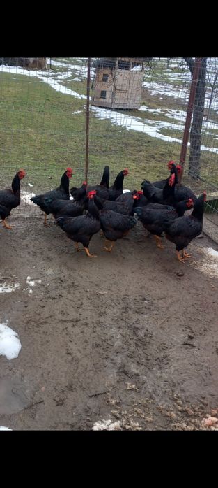 Disponibil această rasă de găini Rhodi șlam.