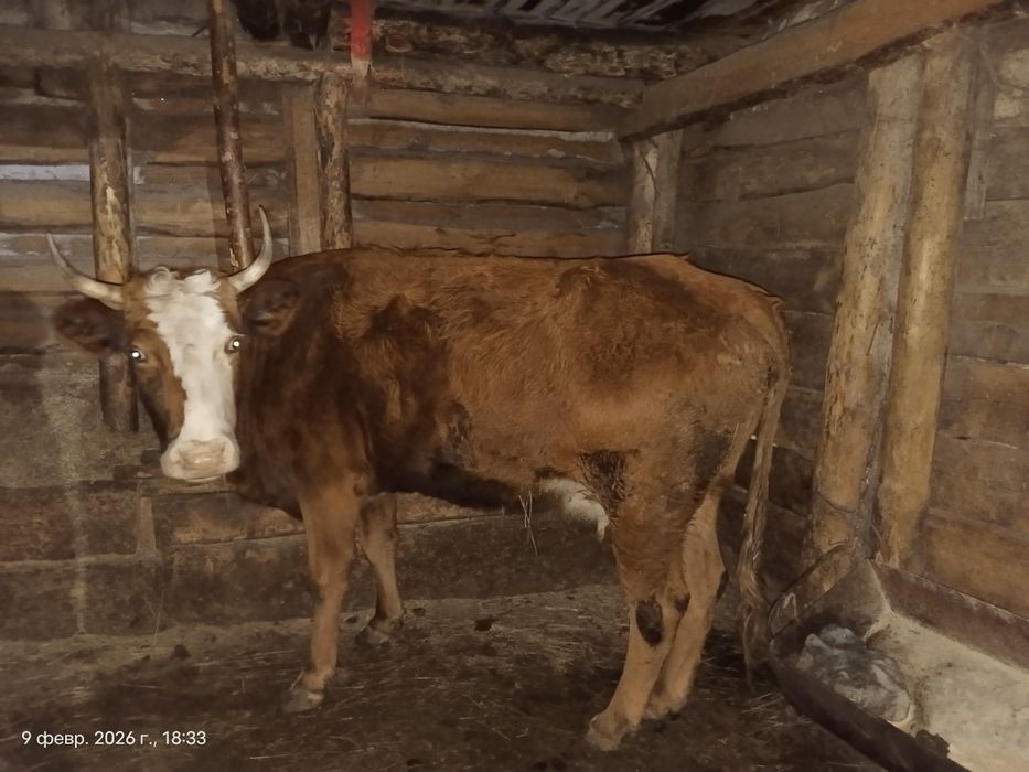 Жас сиыр сатамын