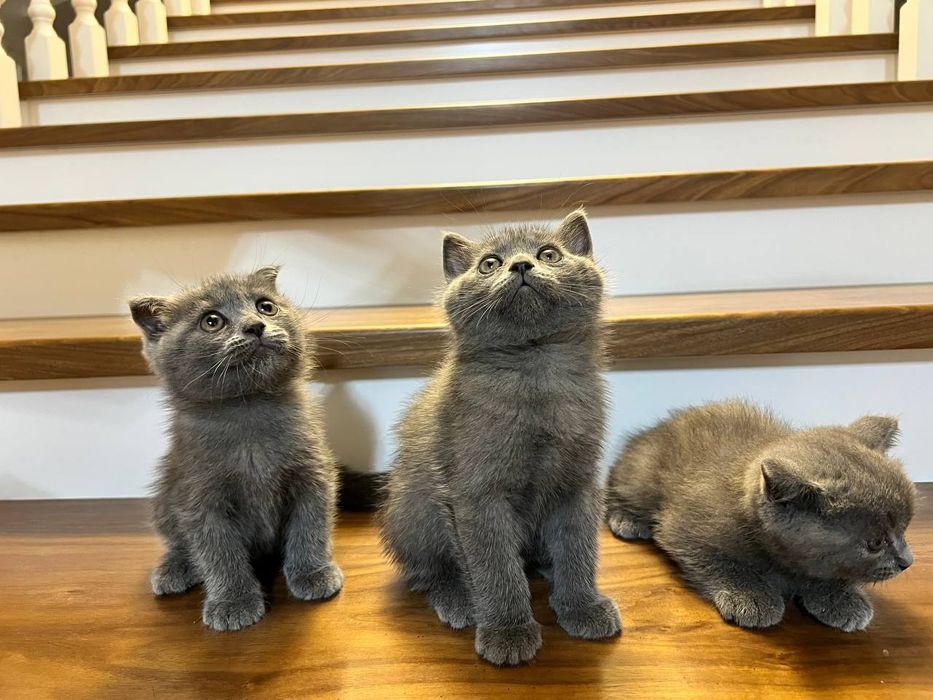 Скоттиш страйт мушукчалари сотилади