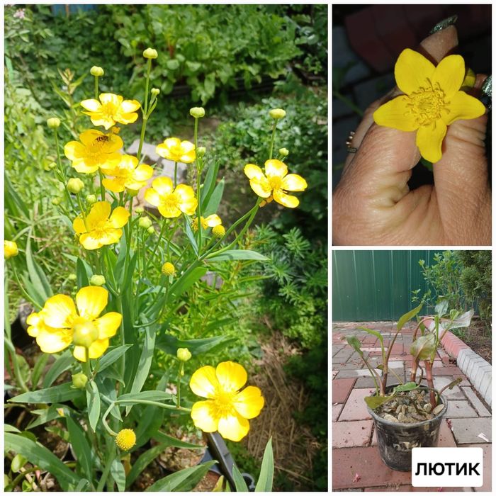 Продам растения для пруда