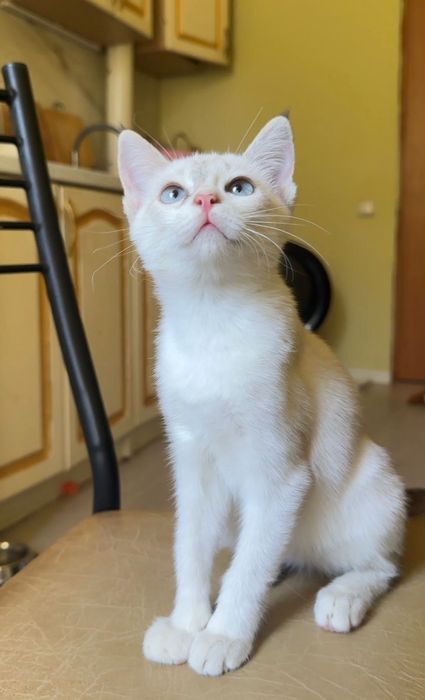 Котята чистые бесплатно