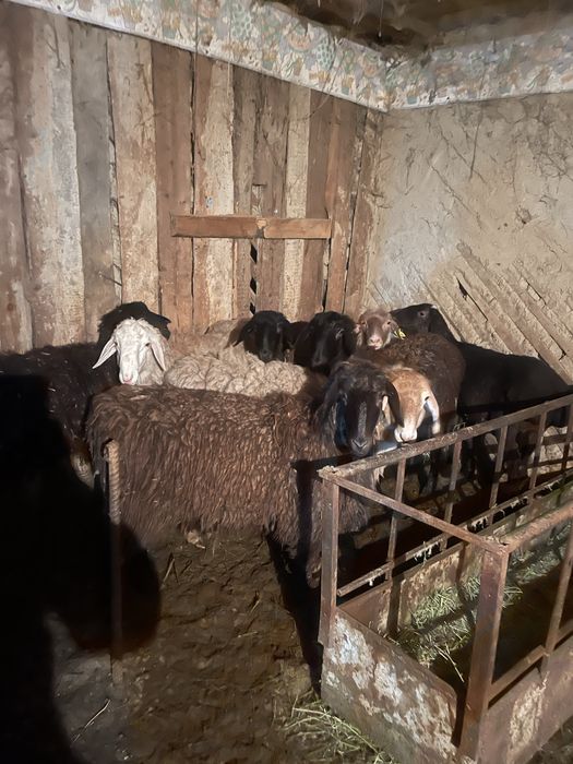 Семіз койлар токты.